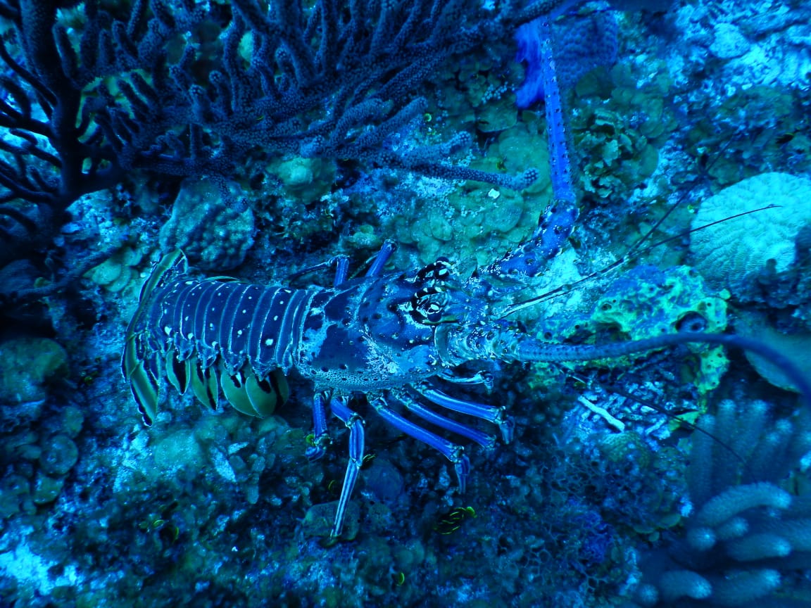 Tesoros en lo Profundo